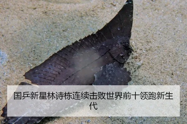 国乒新星林诗栋连续击败世界前十领跑新生代